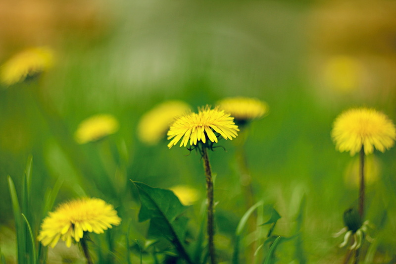 spring, macro, helios, dandelions, dandelion, 1080P
