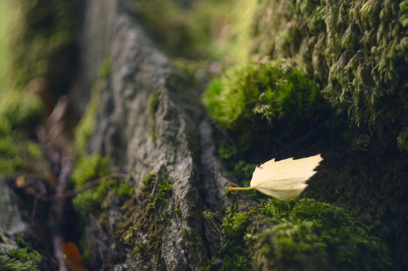 moss, helios, day, no people, growth, nature, outdoors, close-up, tree, 4K, rock, forest, land, soft focus, bokeh, plant part, rock - object, beauty in nature