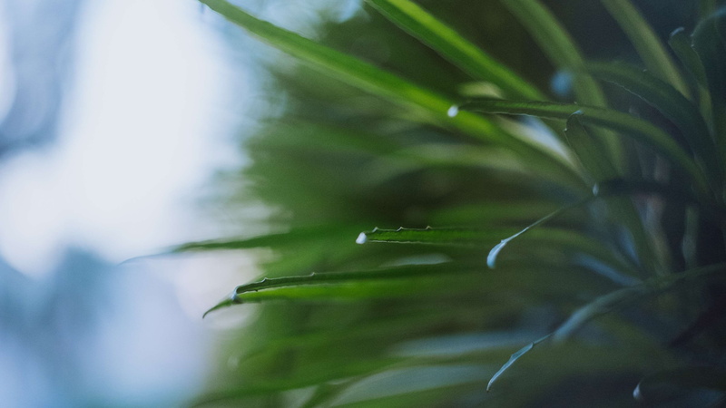 dew, raindrop, tree, bokeh, tropical tree, helios, plant, no people, environment, film, beauty in nature, leaf, rainforest, vintage, nature, selective focus