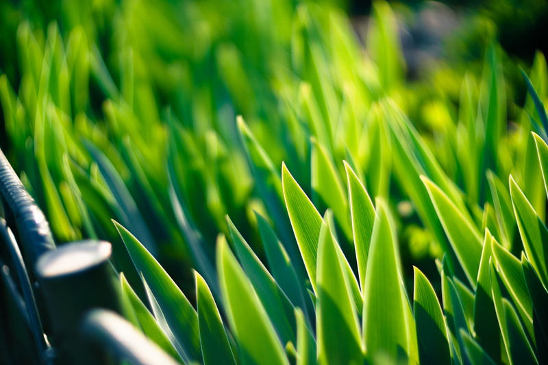 5K, summer, nature, helios, f/1.5, green Color, close-up, photo, growth, green leaf, selective focus, backgrounds, Spikes, selective, focus, outdoors