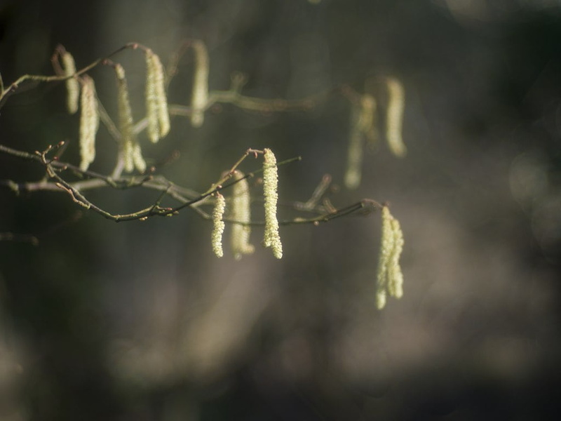 f/1.5, hazel, selective, bokeh, March, plant, 480P, white, Catkins, woodland, Sonnar, CZJ, photograph, Old, zeiss, spring