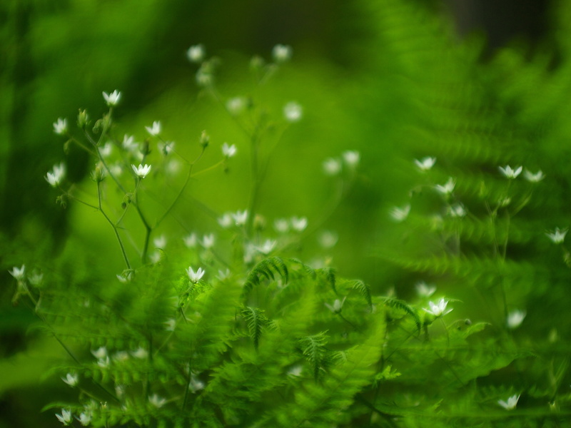 Alpbachtal, summer, flowers, green leaf, Austria, photography, wide open, plant, 4K, forest  green, green, Alpine, macro, forest floor, Tyrol, leaf, f/1.5