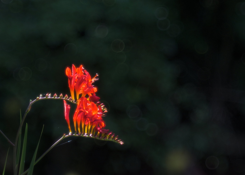 stamens, green, bokeh, petaled, colours, flowers, Sonnar, crocosmia, flames, 4K, lucifer, hot, rings, two, petals, garden, red  orange, glow, warm, CZJ