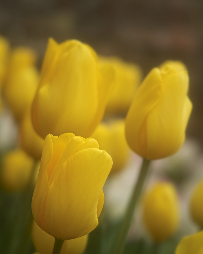 bright, tulips, focus, spring, Lost Gardens of Heligan, Yellow, photo, flowers, Sonnar, CZJ, f/1.5, 4K, tulip, Cornwall