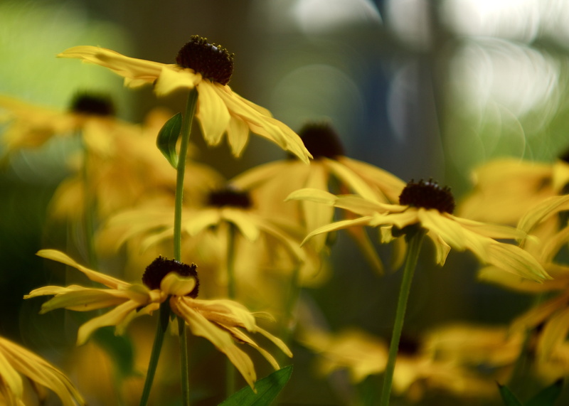 nature, plant, close, close up, Late summer, evening, summer, close-up, flower, flowers, bokeh, wide open, f/1.5, gold, dof, glow, yellow, green, garden