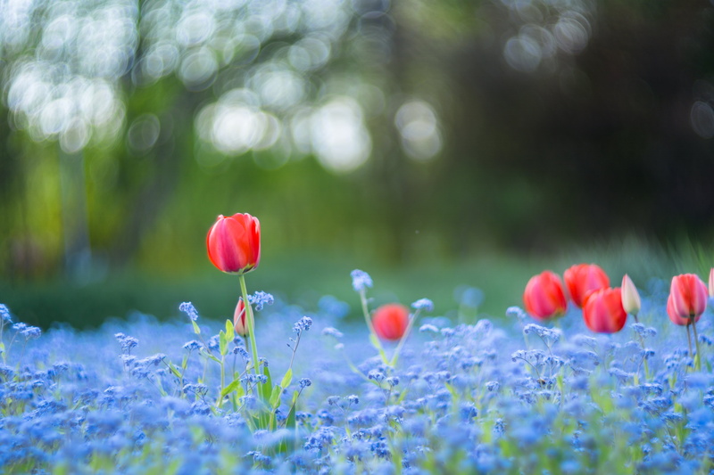 beauty In Nature, flower, Helios, 5K, M42, red, outdoors, nature, plant, green Color, flower Head, tulips, meadow, f/1.5, tulip, field, summer, season