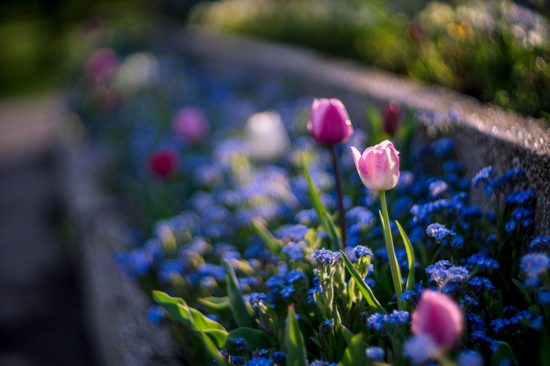 summer, freshness, flower, Helios, nature, springtime, pink, 5K, tulips, plant, outdoors, purple, beauty In Nature, f/1.5, green Color, M42