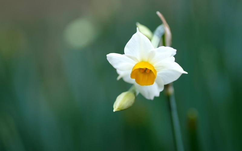 nature, close-up, flower head, no people, growth, beauty in nature, fragility, springtime, yellow, vulnerability, focus on foreground, narcissus, flower