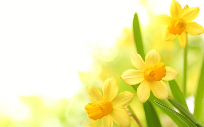 plants, petal, 720P, narcissus, flower, yellow, flowers