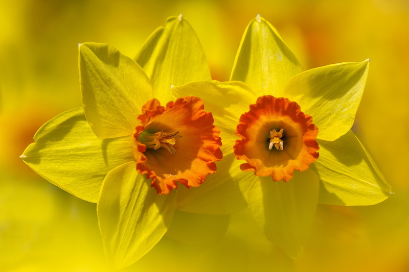 background, flower, 1080P, petals, Narcissus