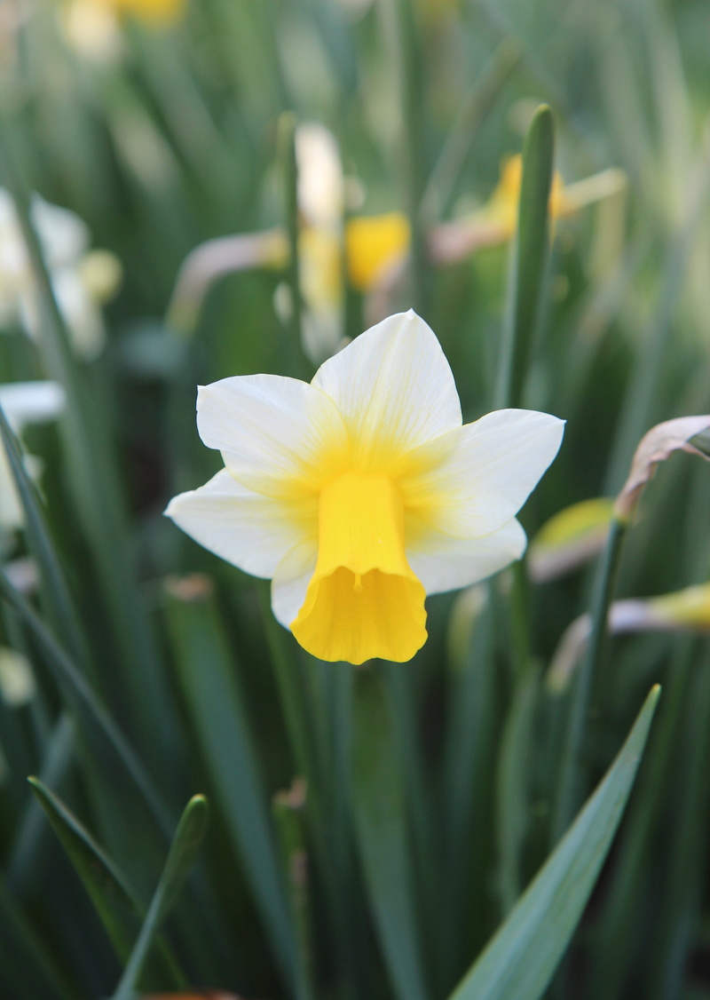 blossom, freshness, flower head, nature, daffodil, narcissus, 4K, fragility, petal, crocus, focus on foreground, no people, flowering, vulnerability, inflorescence