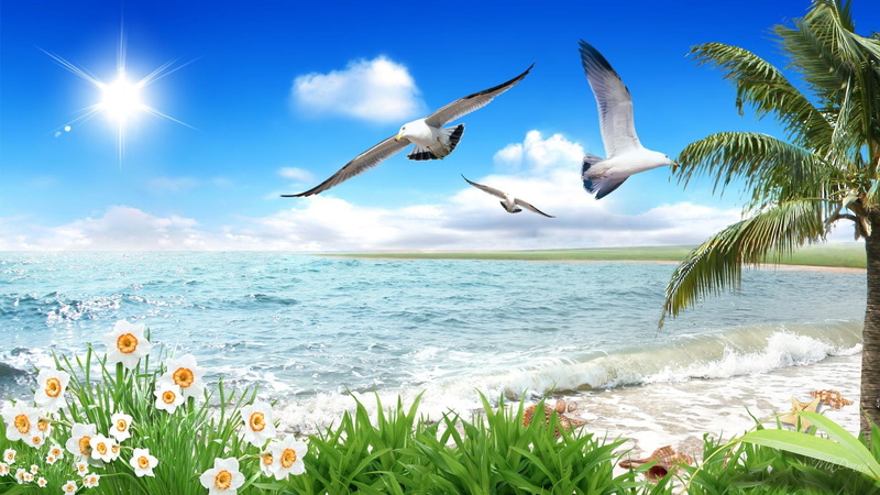 vacation, sea shells, beautiful, sea, beach, surf, firefox persona, grass, 1080P, waves, narcissus, flowers, ocean