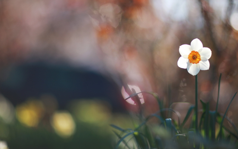 freshness, day, 4K, growth, beauty in nature, springtime, blur, no people, outdoors, vulnerability, petal, selective focus, glare, macro, fragility, plant stem