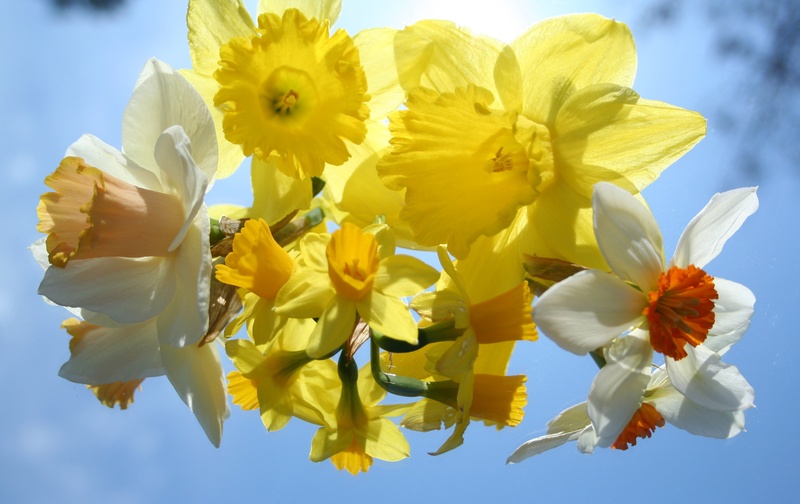 inflorescence, fragility, sky, narcissus, bloom, daffodils, no people, summer, flower head, colorful, stem, flowers, growth, bright, freshness, decoration