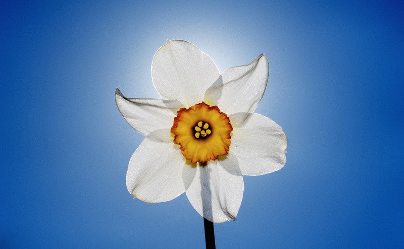 fragility, plant, clear sky, white, growth, flower head, vulnerability, outdoors, nature, flower, no people, pollen, white color, petal, close-up, narcissus