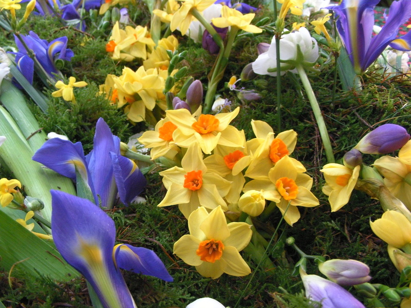 nature, bloom, flowers, flower, daffodil, colorful, vulnerability, floral, narcissus, spring flowers, blossom, flower head, purple, petal, spring, flowering plant