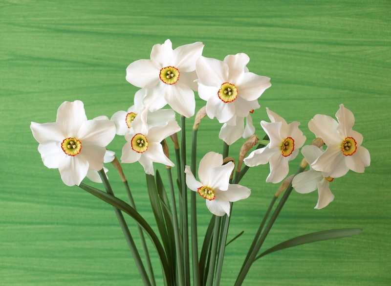 backgrounds, nature, white color, botany, growth, flowers, green Color, no People, decoration, springtime, blossom, narcissus, plant, petal, summer, background