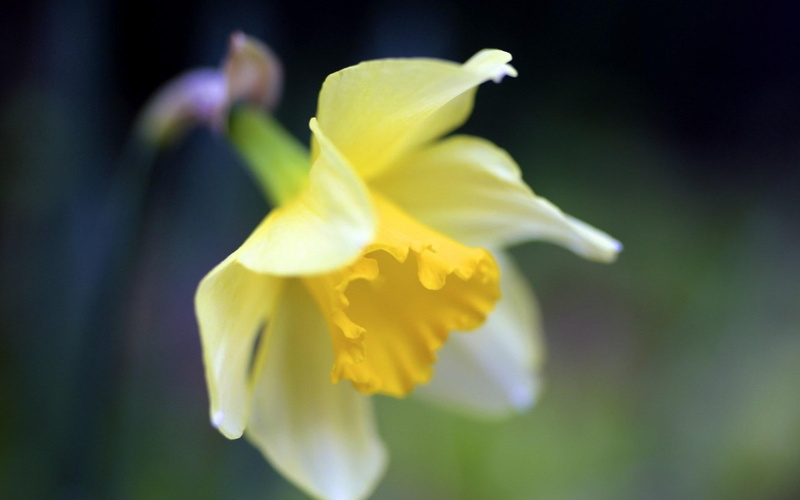 five, macro, narcissus, yellow, petal, 1080P, flower