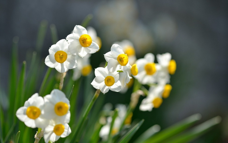 petal, outdoors, growth, narcissus, white color, springtime, plant, beauty in nature, 720P, photography, flowers, no people, vulnerability, fragility