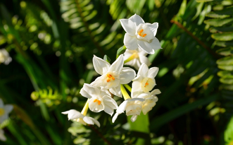Blur, White Flower, Narcissus, Flowers, 1080P, Nature, White, Flower, Daffodil, Paperwhite Narcissus