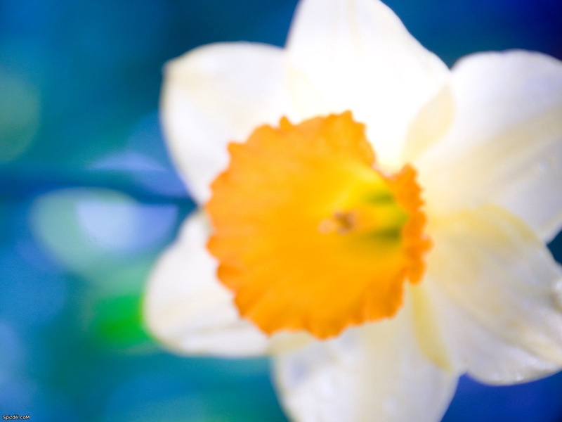 no people, selective focus, narcissus, pollen, outdoors, close-up, white, petals, fragility, orange color, petal, beauty in nature, freshness, nature, flower