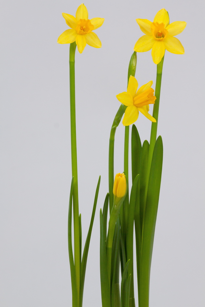 inflorescence, springtime, blossom, easter greeting, easter, plant, petaled, map, petal, growth, flower head, close-up, indoors, fragility, fund, flowering plant