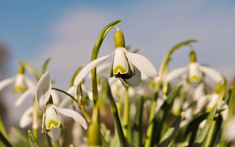 blue, meadow, bee, backgrounds, sky, stem, flowering plant, nature, snowdrop, flower, yellow, summer, narcissus, sunlight, leaf, fragility, flowers, springtime