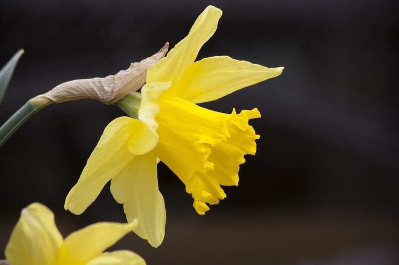 softness, close-up, growth, pollen, freshness, blossom, bloom, beauty in nature, petal, wilted plant, springtime, soft focus, fragility, vulnerability