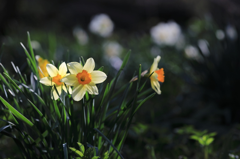 close-up, beauty in nature, petal, focus on foreground, flower, flowering plant, freshness, pollen, flower head, floral, fragility, outdoors, no people