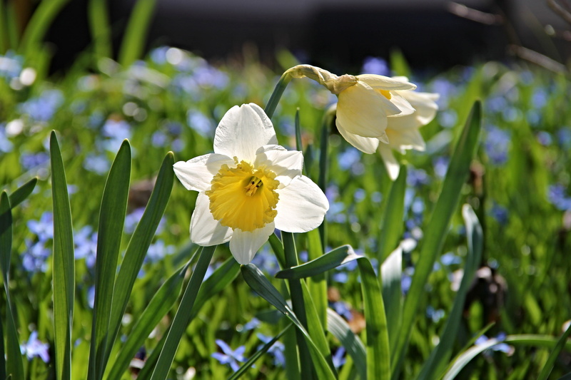 schnittblume, narcissus, inflorescence, vulnerability, no people, blossom, outdoors, toxic, flower head, plant, day, easter, botany, amaryllis plant, flower