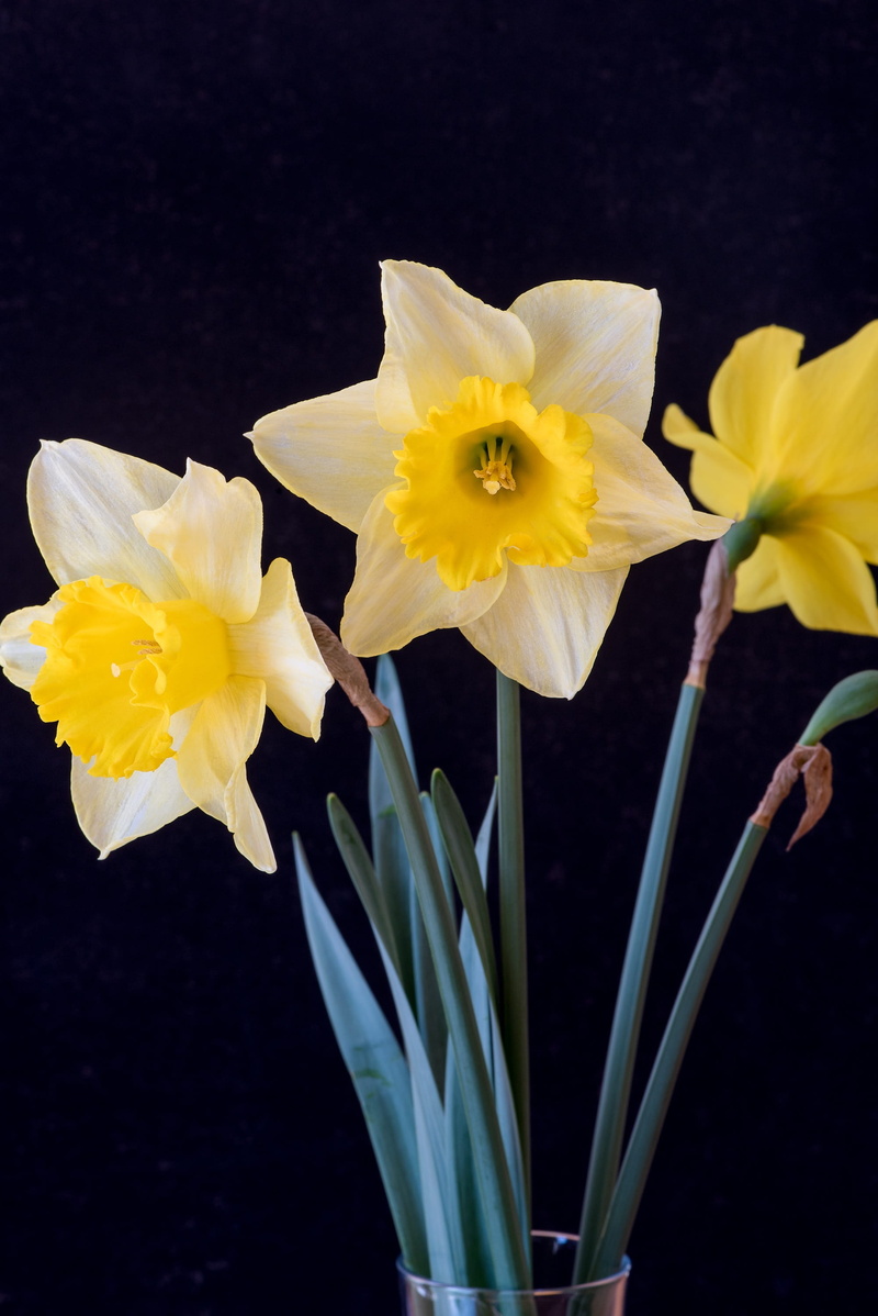 flower, close-up, fragility, Daffodils, 2K, yellow flowers, petal, flowering plant, pollen, black background, freshness, daffodil, beauty in nature, white color