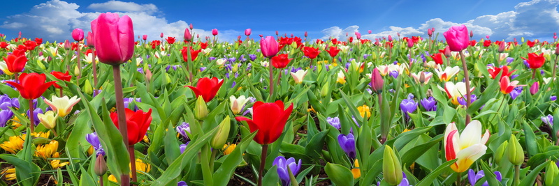 flowerbed, bloom, 5K, leaf, springtime, background, spring flowers, tulip, beauty in nature, flowering plant, flowers, header, bud, flower, sky, garden