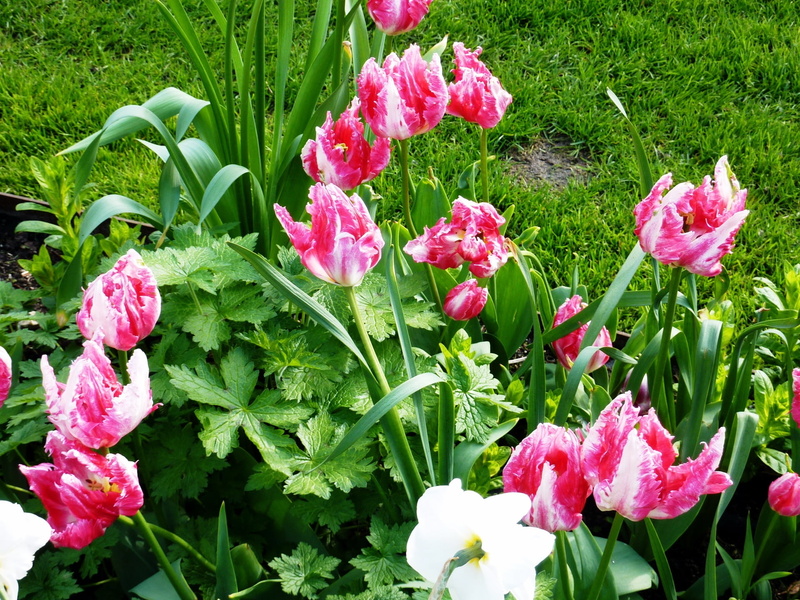springtime, formal Garden, flowering plant, vibrant Color, fragility, plant part, bouquet, multi Colored, tulip, growth, vulnerability, pink, gardening