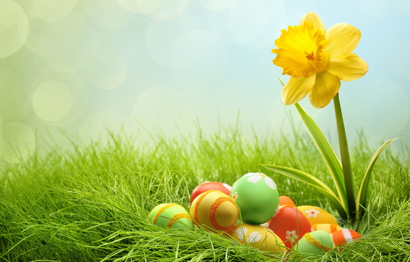 eggs, easter egg, freshness, grass, plant, yellow, color, holiday, 5K, Easter, Narcissus, close-up, assorted, springtime, egg, decor, flowering plant