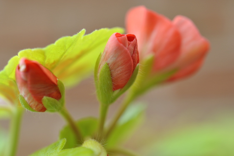 beauty In Nature, England, red, plant, petal, closeup, close-up, Nature, flowers, 4K, three, buds, flower, Nikon, flower Head, photo, Geranium, leaf