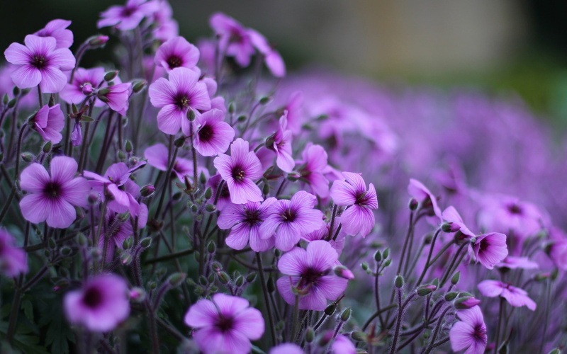 Flowers, Purple, 1080P, Geranium