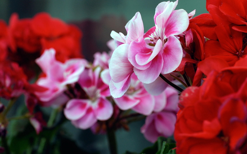 twigs, geranium, flowers, petals, 1080P