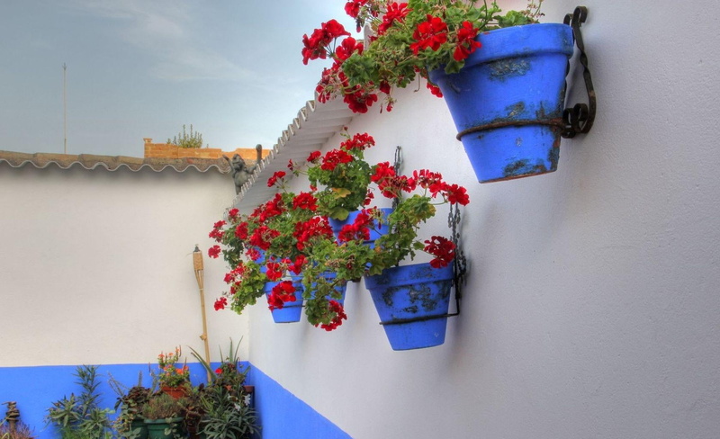 red, growth, nature, blue, flowers, gardening, built structure, freshness, wall, floral pattern, flower Pot, building Exterior, flowering plant, plant