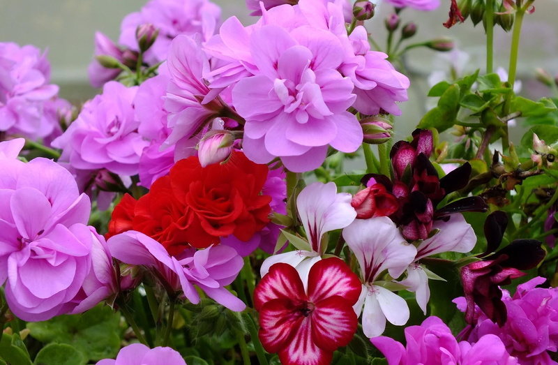 decoration, summer, pink, formal Garden, flowering, flowering plant, beauty In Nature, flower, growth, season, outdoors, bouquet, green Color, flower arrangement