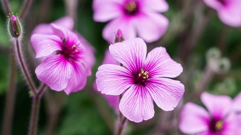 Geraniums, Petals, Purple, close, 1080P