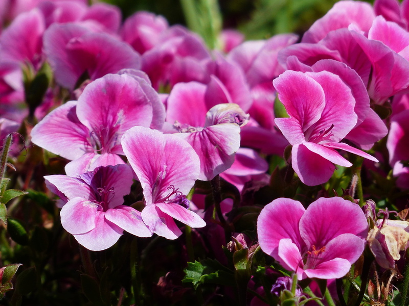 regal pelargonium, lilac, pelargonium grandiflorum, springtime, container plant, beauty in nature, flowers, growth, english geraniums, petal, colorful