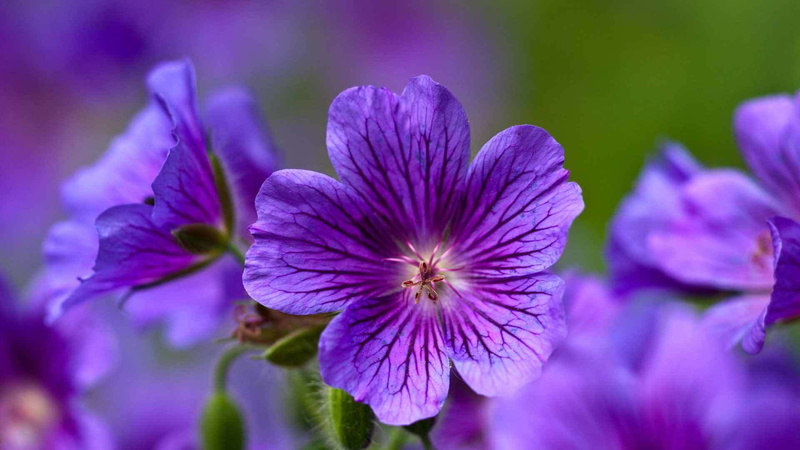 forest, 1080P, sylvaticum, flowers, Geranium sylvaticum, forest geranium, geranium, purple