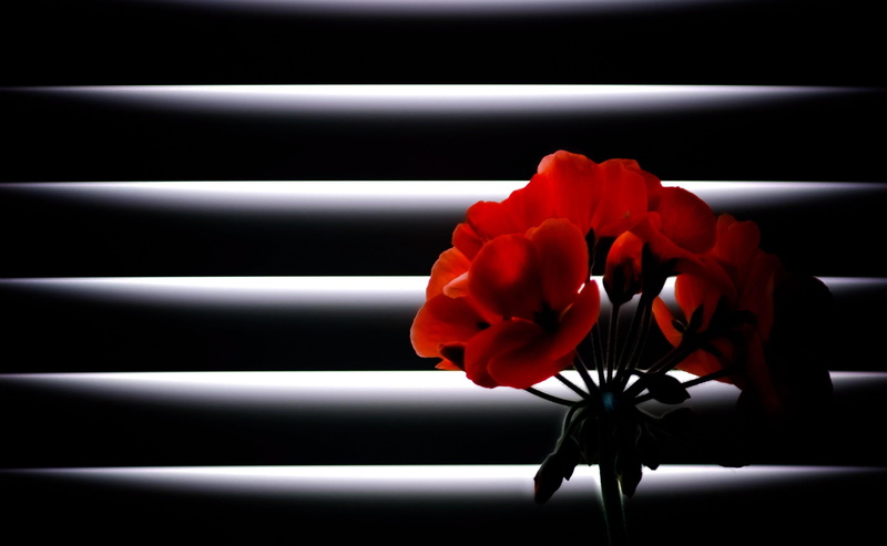 isolated, black Color, studio shot, rose, single Flower, flower, blinds, silver colored, plant, indoors, backgrounds, room, illustration, flower head, black Background