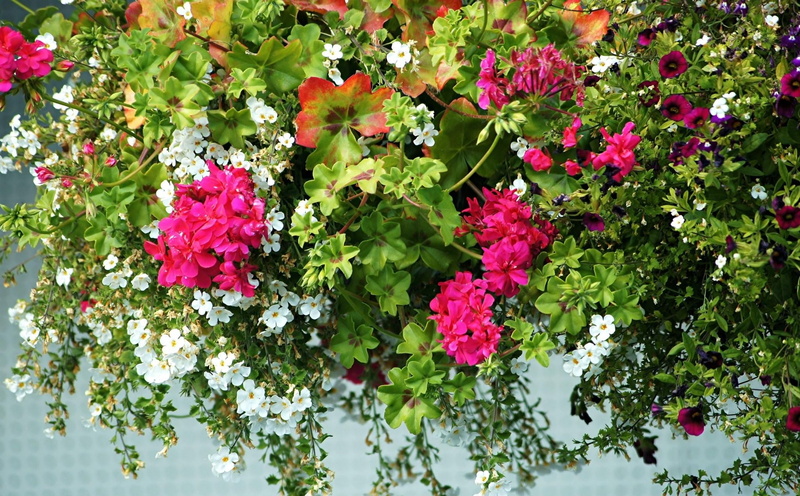 gardening, fragility, freshness, season, red, flowers, flower Head, white, bush, inflorescence, no people, flowerbed, beauty In Nature, bouquet, purple