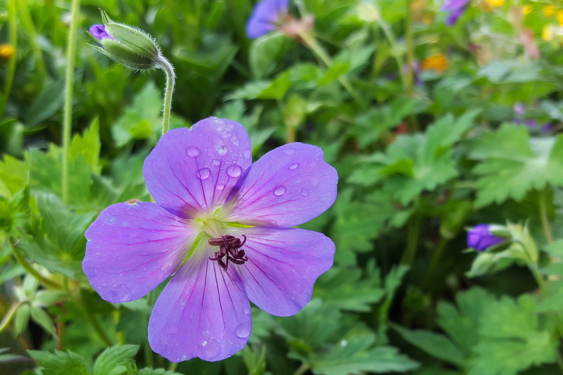 images of flowers, geranium flower, petal, flower head, vulnerability, autumn, drop, flower images, perennial geranium, 1080P, plant, flower pics, geranium