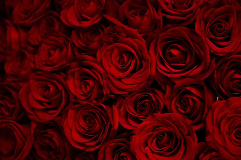 rose - flower, positive emotion, valentine, 5K, rose petals, vulnerability, rose petal, plant, flower, backgrounds, summer, the buds, red, fragility, petals