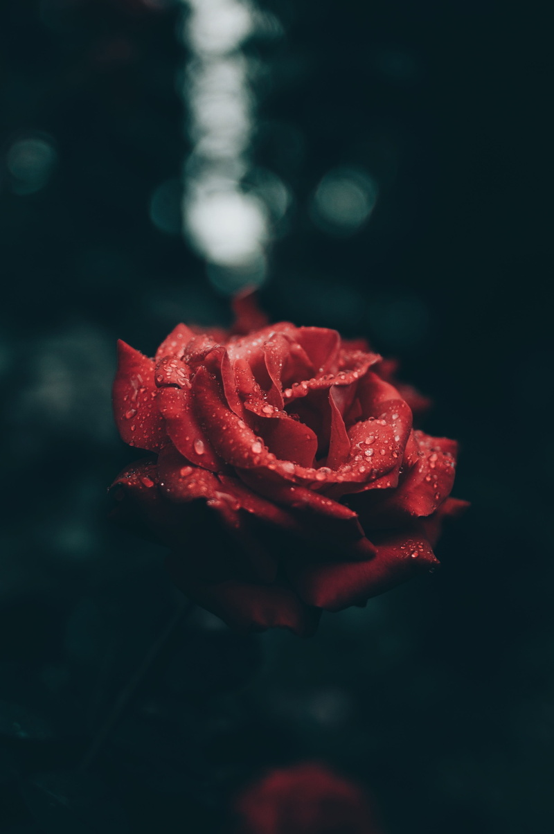 freshness, nature, food, droplet, romance, rose - Flower, moody, backgrounds, wild, closeup, 4K, blur, love, rose, dark, close-up, red, floral