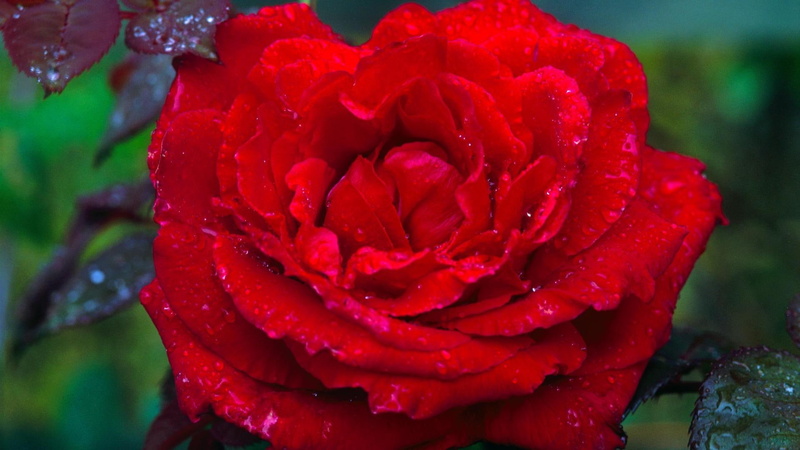 dark, rose, beautiful, red, wildrose, wild, 3d and abstract, deep, 1080P
