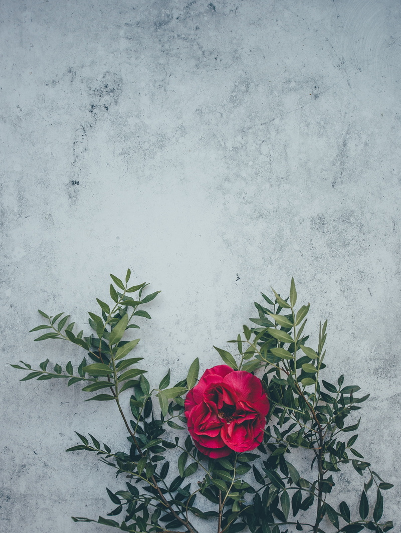 vulnerability, fragility, celebration, flowering plant, flower, freshness, concrete, flower arrangement, green color, wild rose, backgrounds, close-up