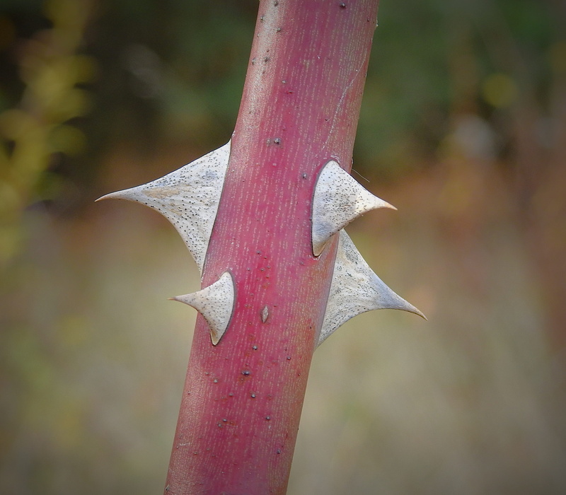 the thorns of wild roses, autumn, plant part, plant, closeup, spiked, thorn, leaf, nature, tree, 2K, growth, focus on foreground, maple leaf, no people